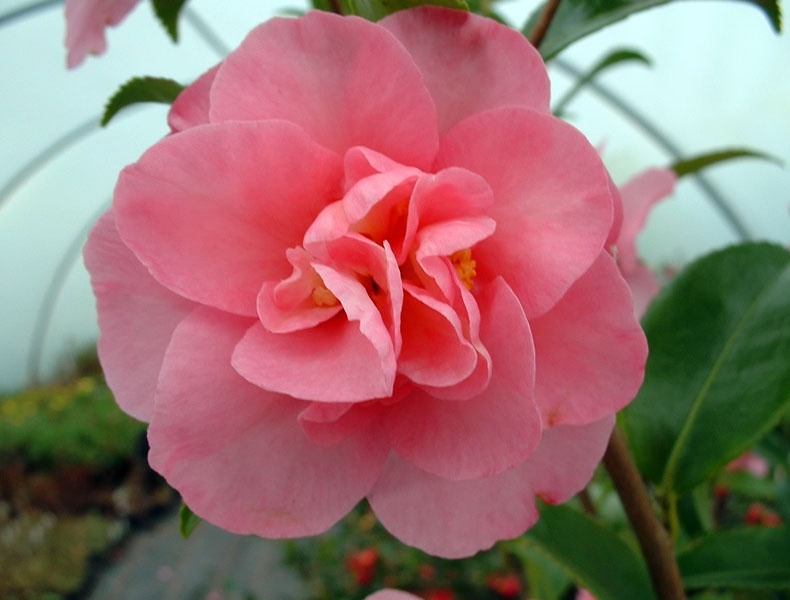 Camellia Sasanqua Jennifer Susan